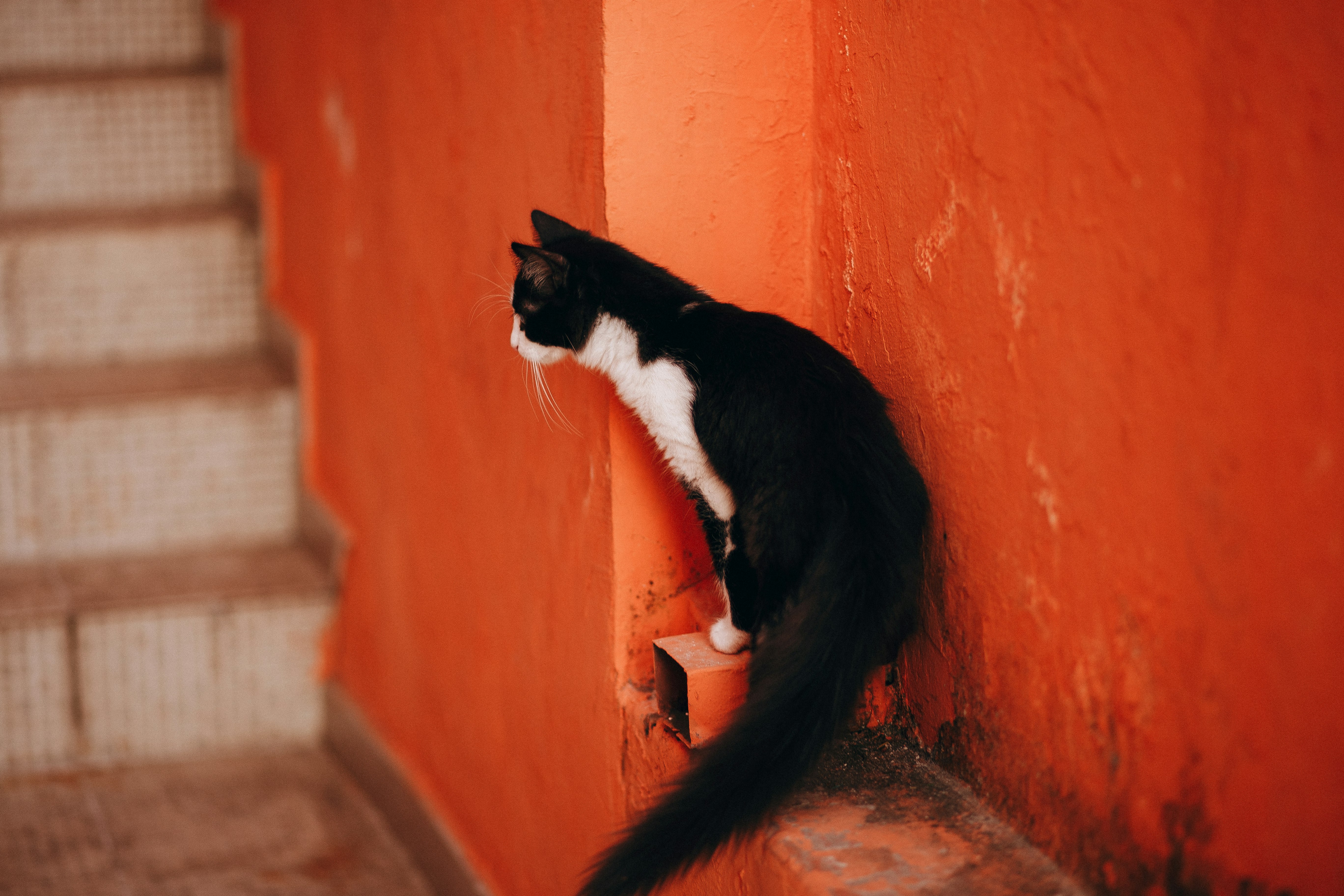 tuxedo cat on brown wooden table